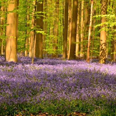 Bluebell Forest Halle, Belgium