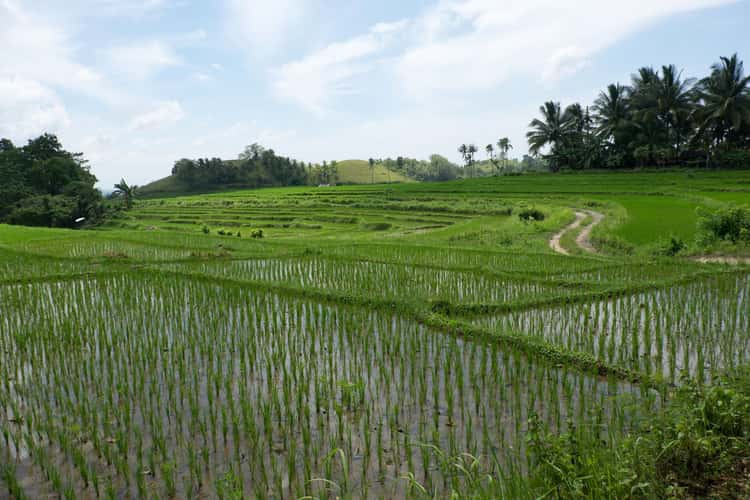 Candijay, Can umantad falls and rice terasses
