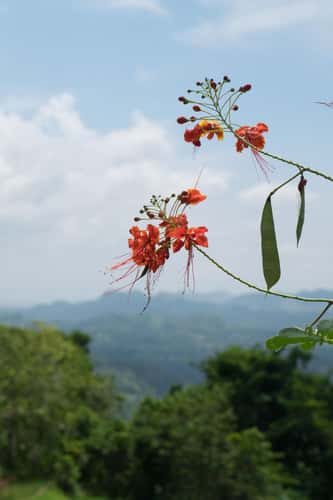 Candijay, Can umantad falls and rice terasses