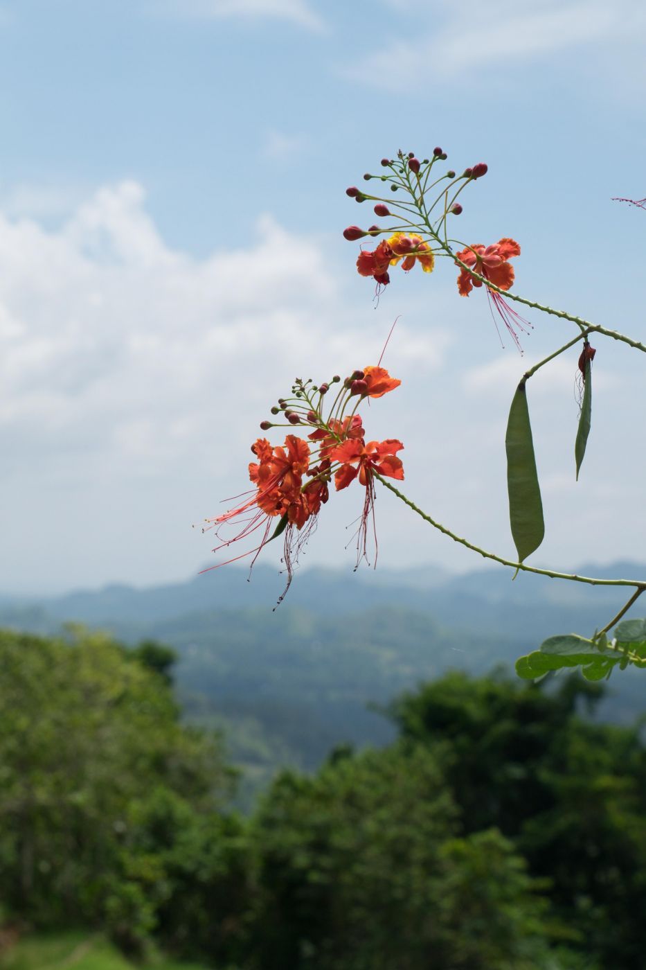 Candijay, Can umantad falls and rice terasses, Philippines
