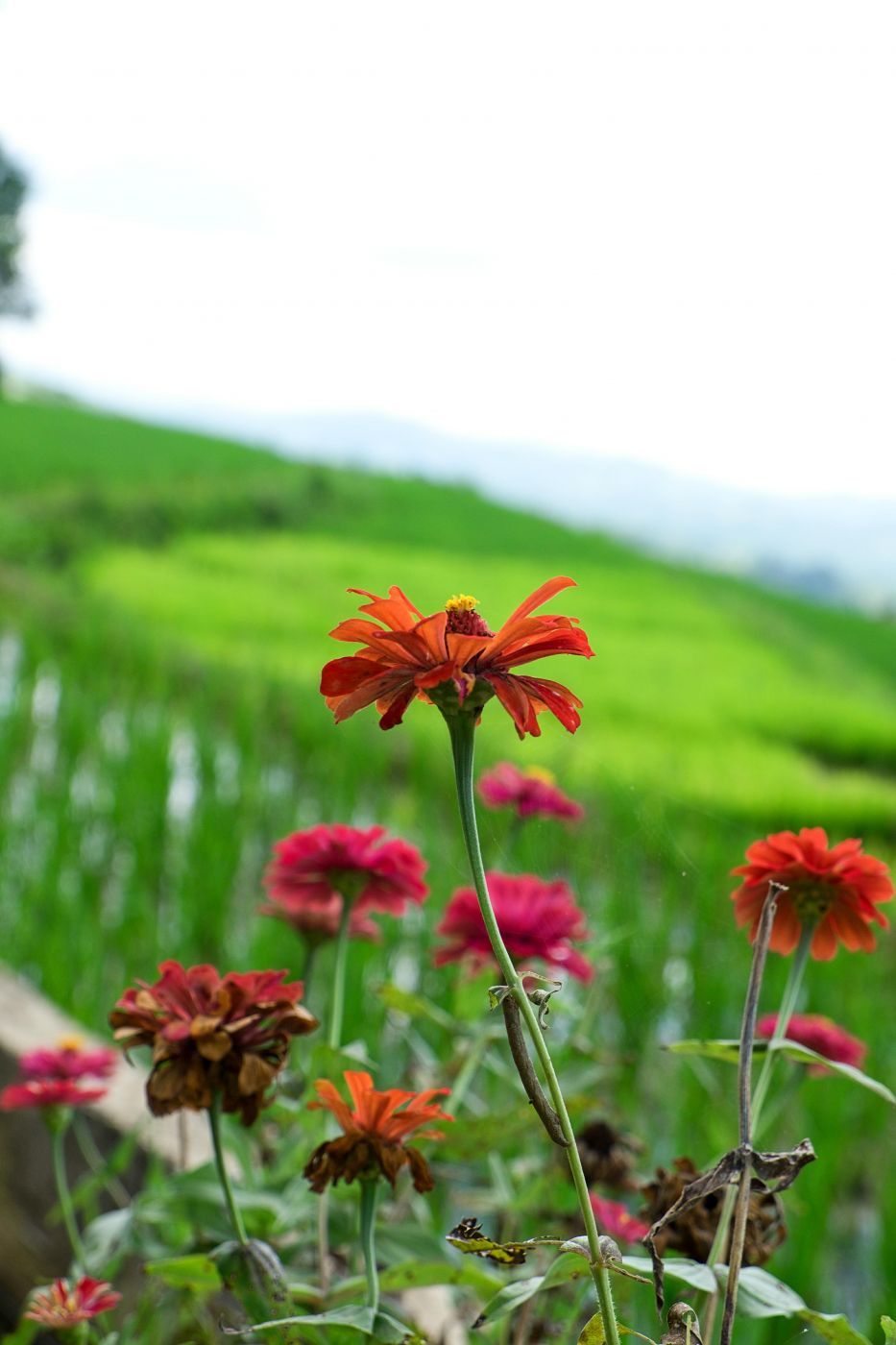 Candijay, Can umantad falls and rice terasses, Philippines