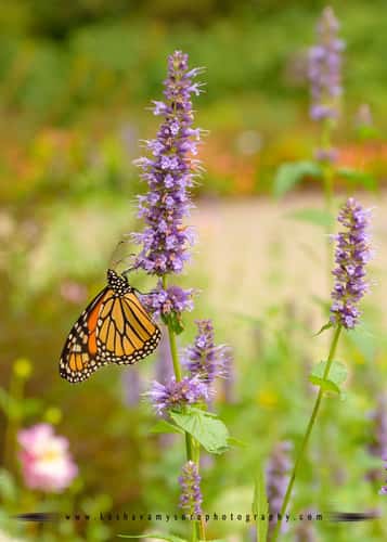 Chicago Botanic Garden, Glencoe, IL