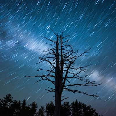 Dead Tree Night, USA