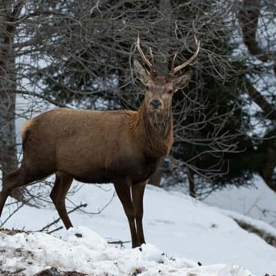 Deer, Italy