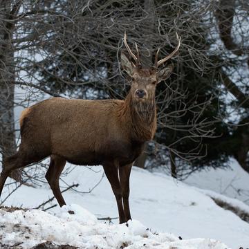Deer, Italy