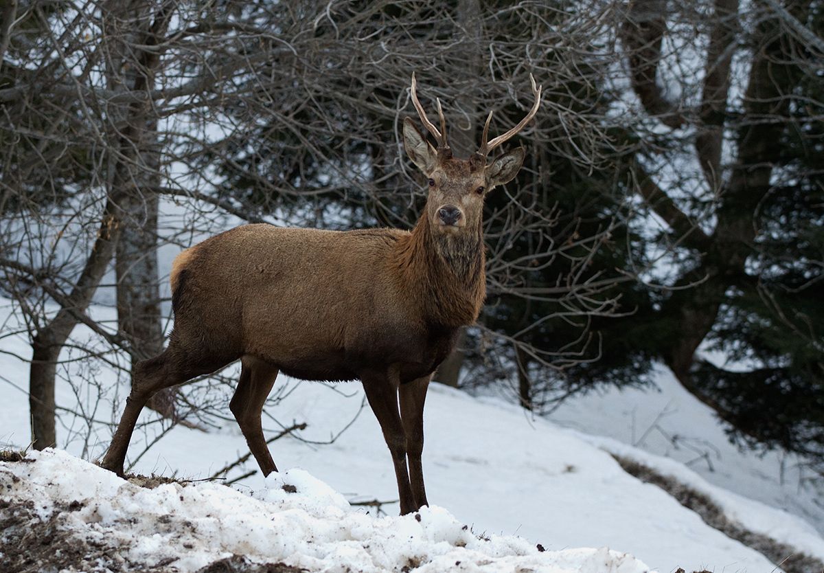 Deer, Italy