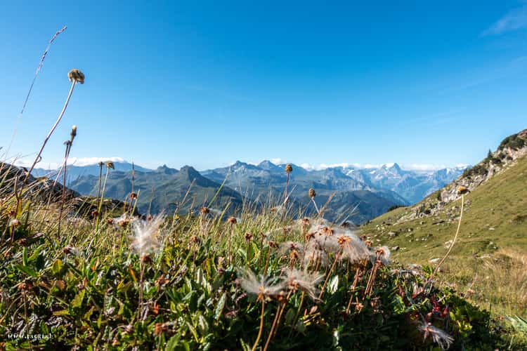 Fessissee
