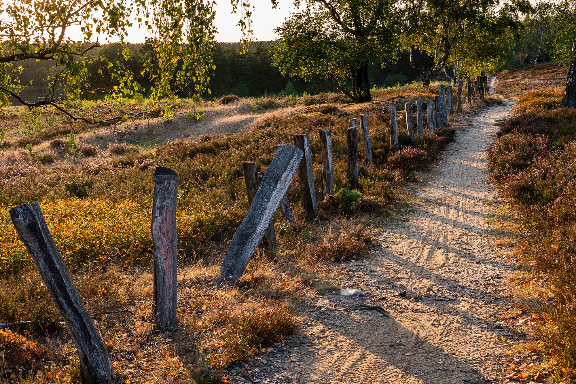 Fischbeker Heide, Germany