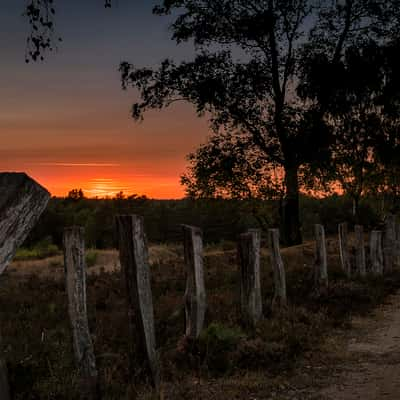 Fischbeker Heide, Germany