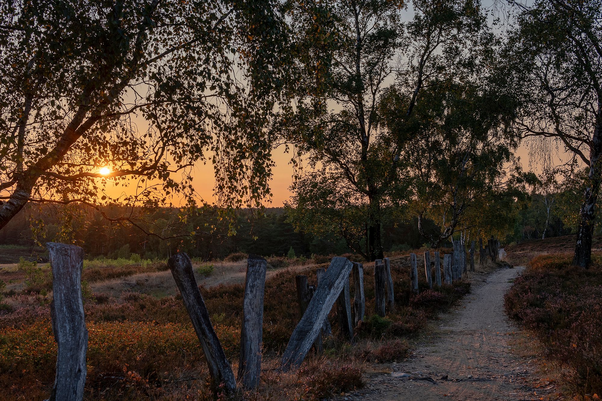 Fischbeker Heide, Germany
