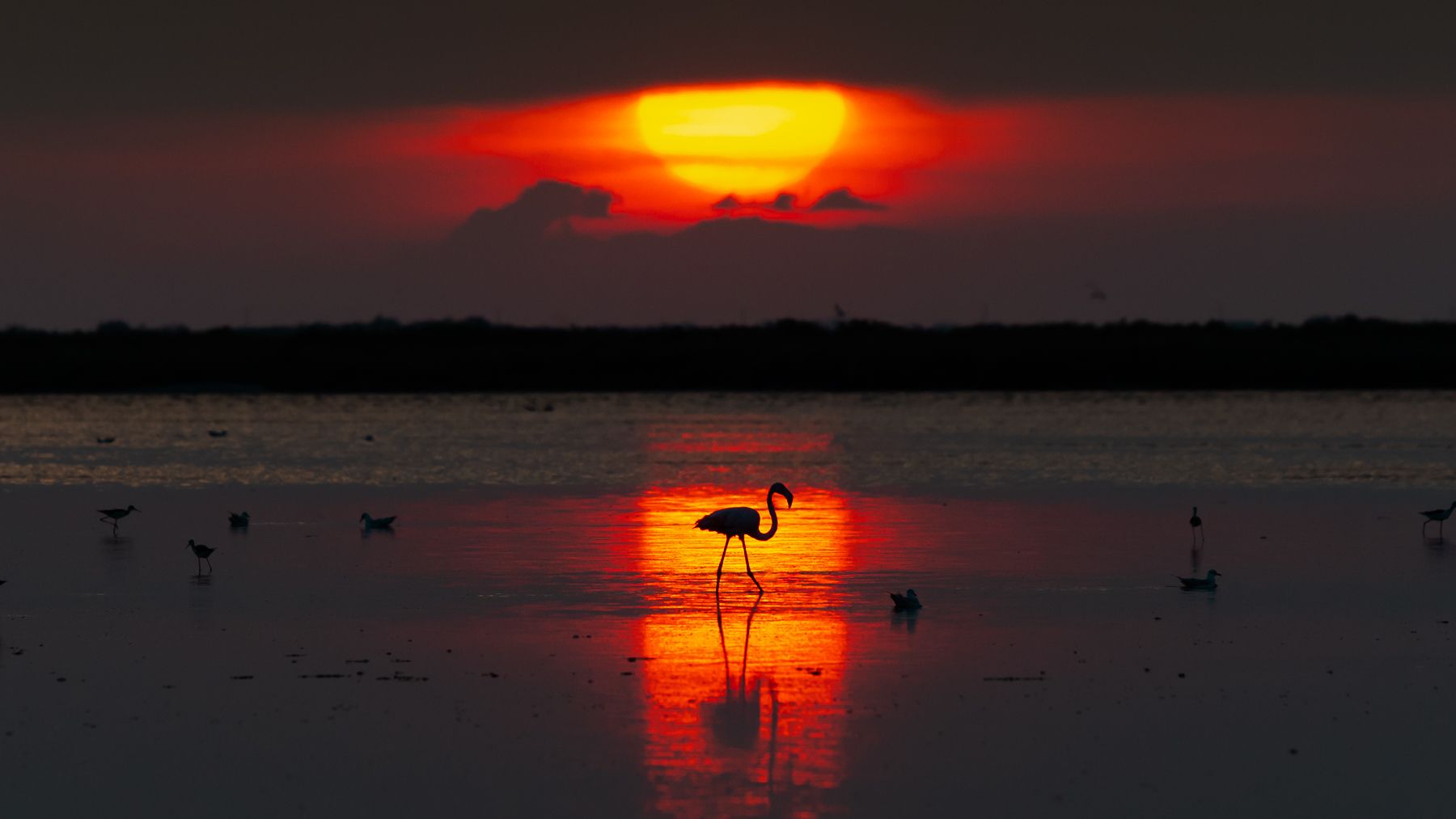 Flamingos in the Setting Sun, France