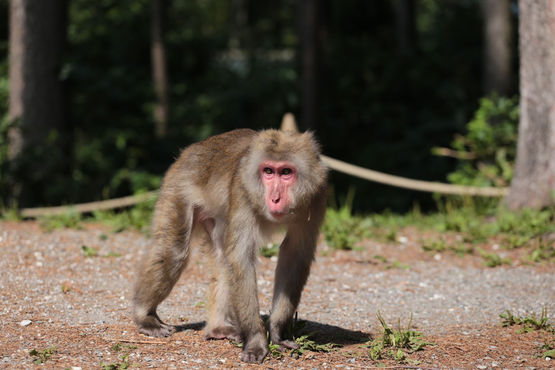 Japanise Macaco, Austria