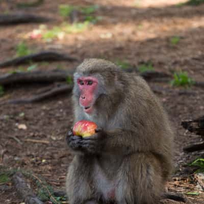 Japanise Macaco, Austria