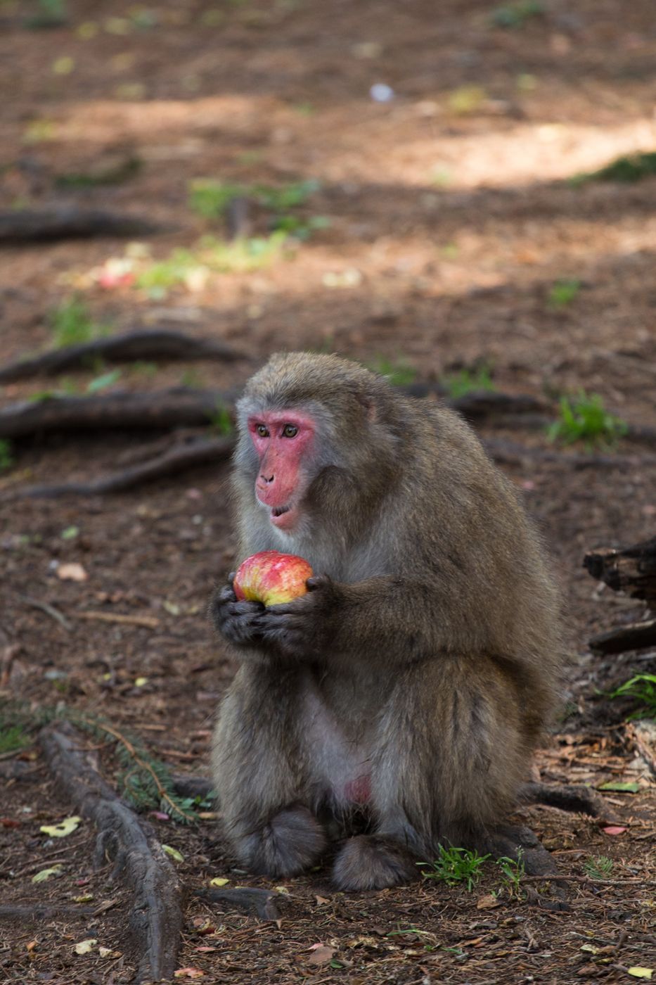 Japanise Macaco, Austria
