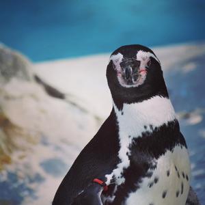 Kölner Zoo Pinguine