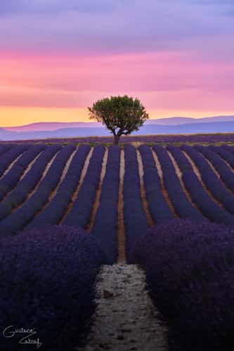 Lavender field in Valensole