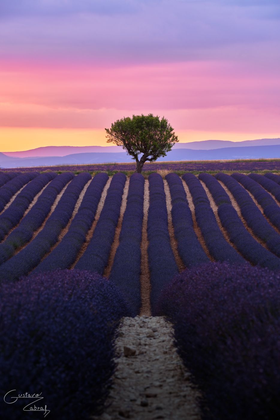 Lavender field in Valensole, France