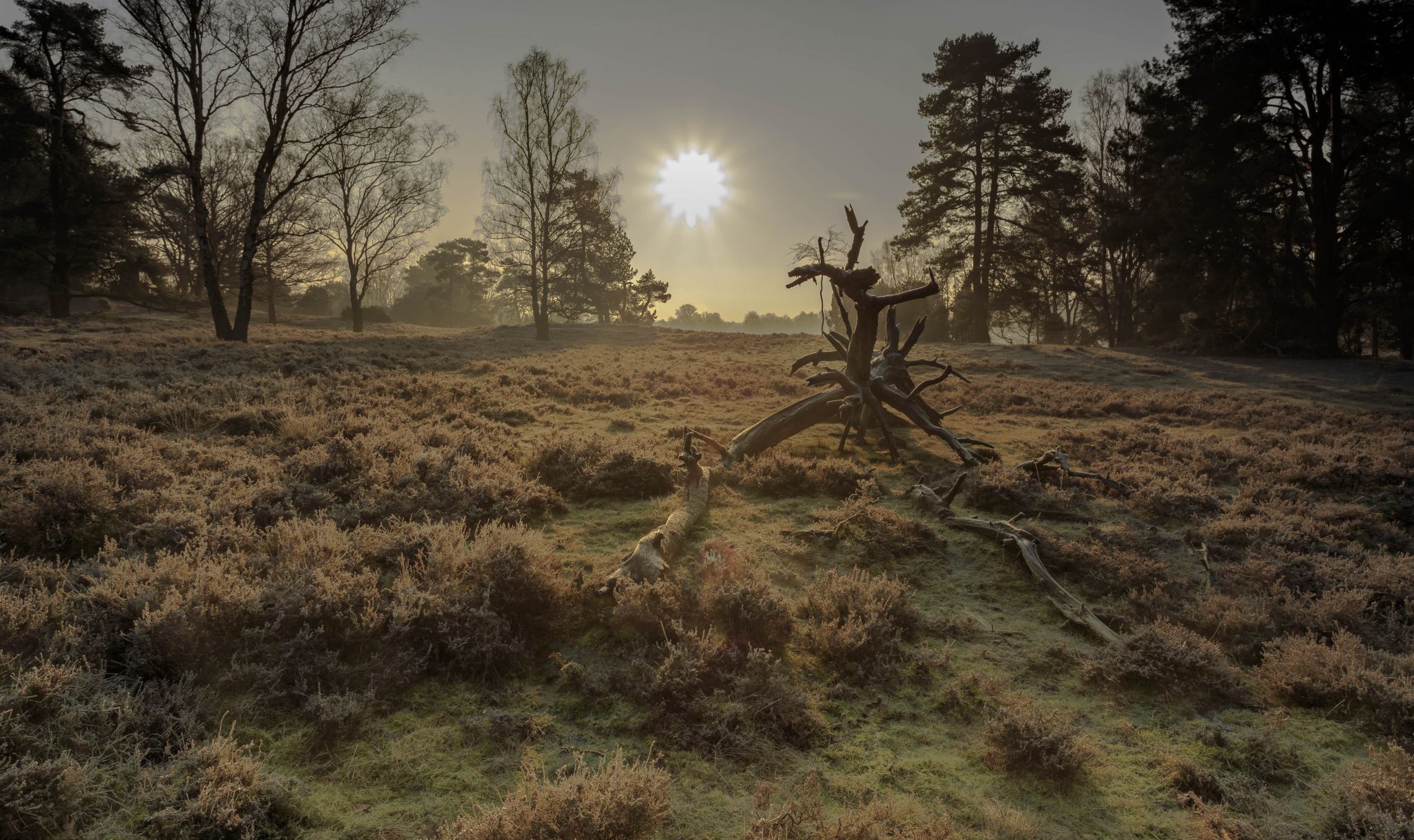 Near Tietlingen golf course, Bad Fallingbostel, Germany