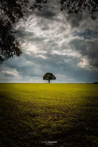 Open field