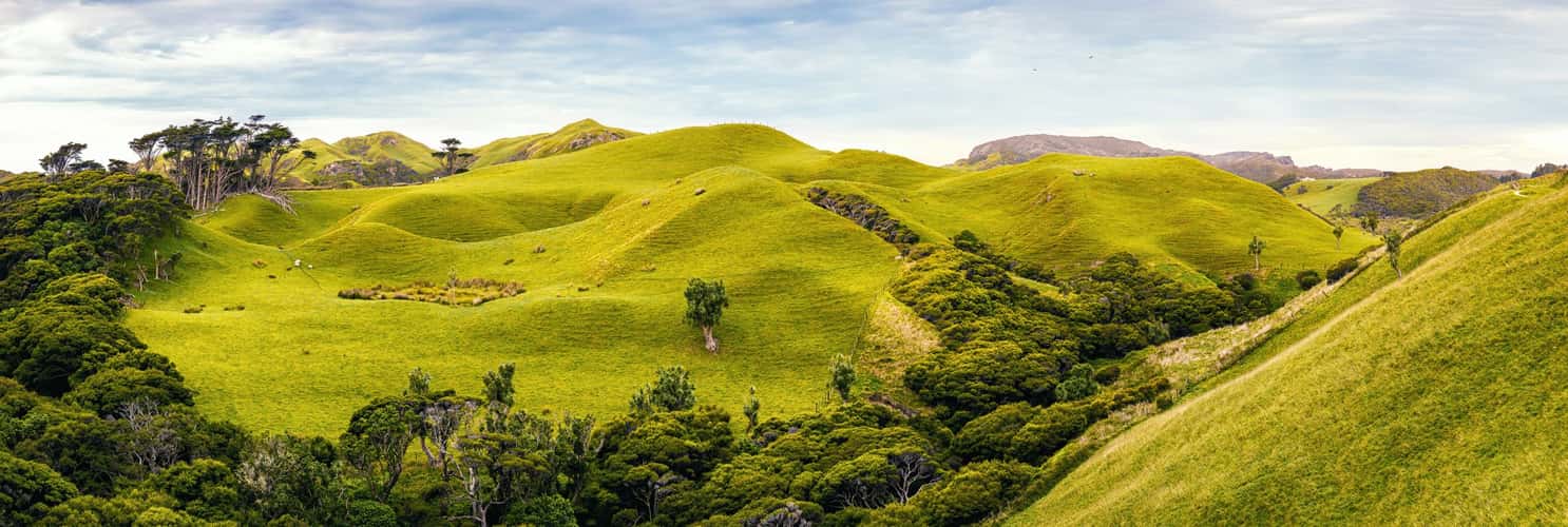 Puponga Grasslands