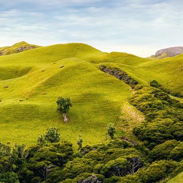Puponga Grasslands, New Zealand
