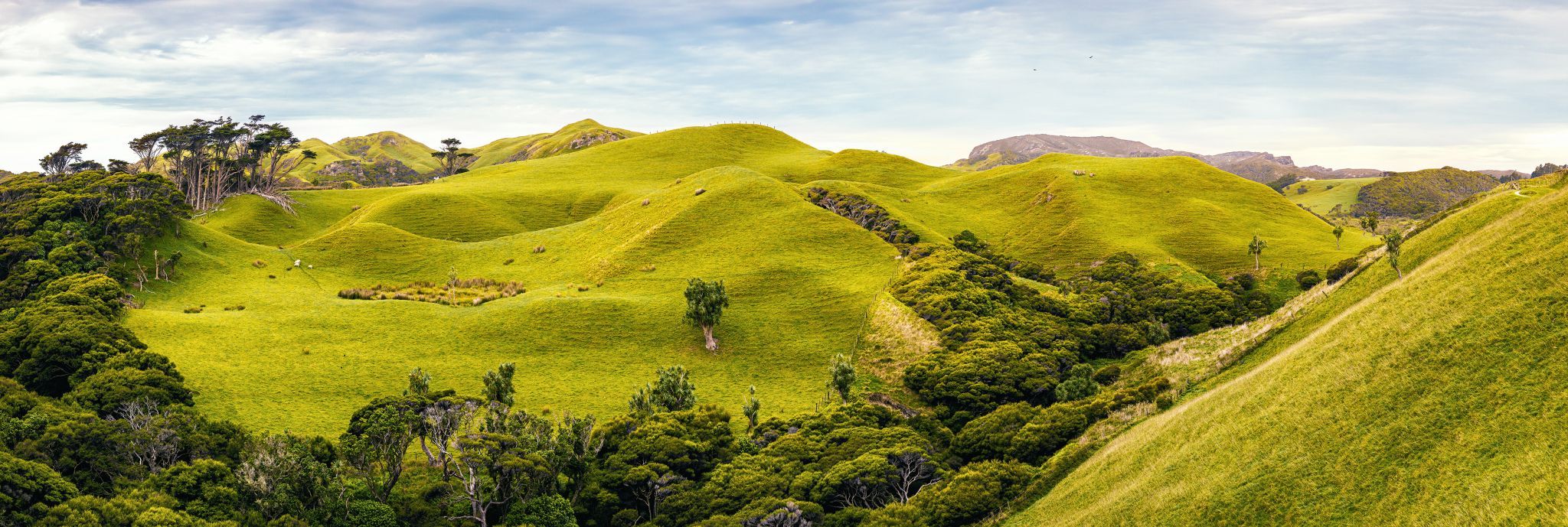 Puponga Grasslands, New Zealand
