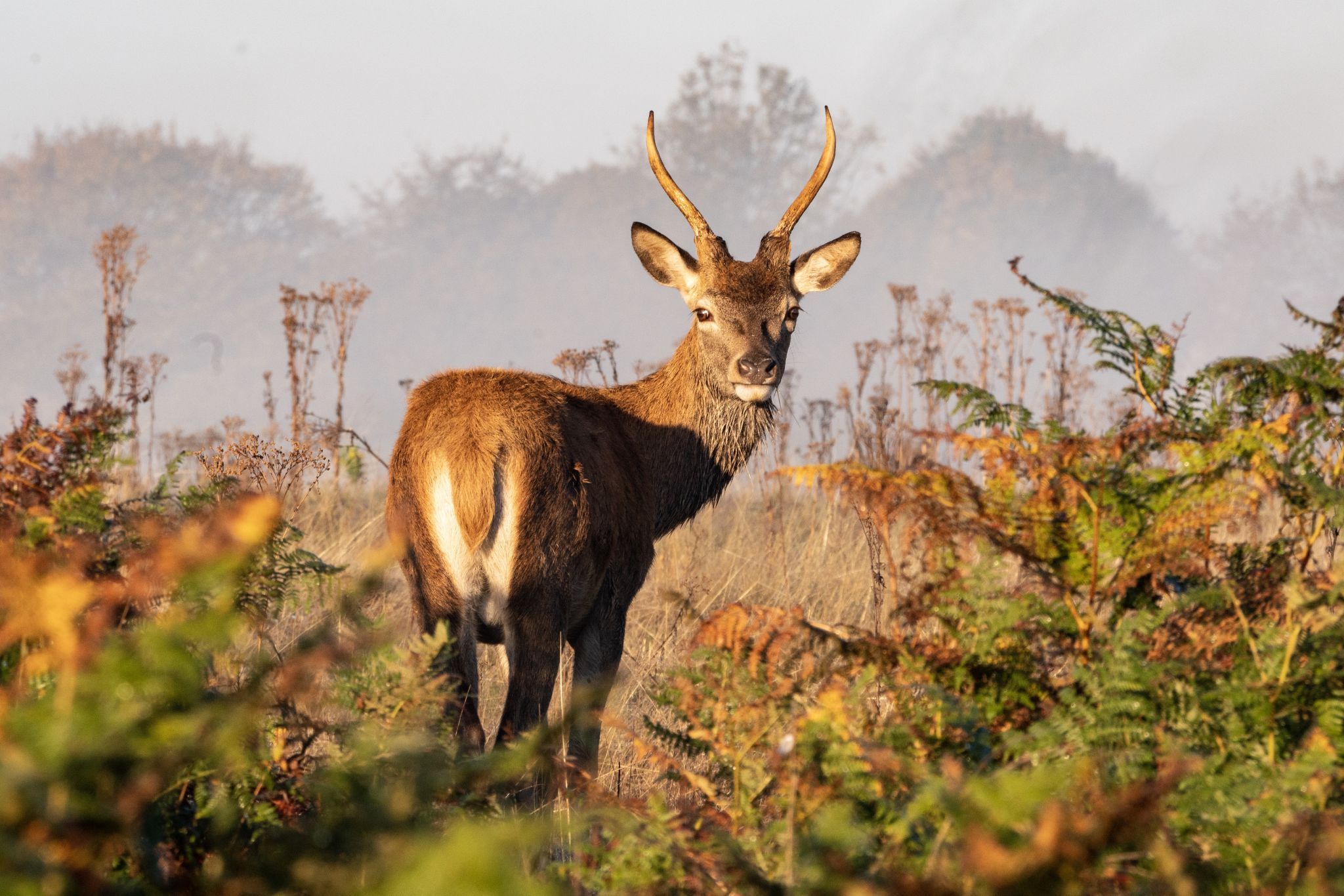 Richmond Park, United Kingdom
