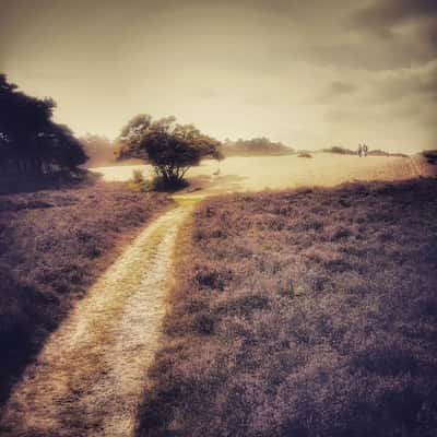 Sand drift at Goois Natuurreservaat, Netherlands