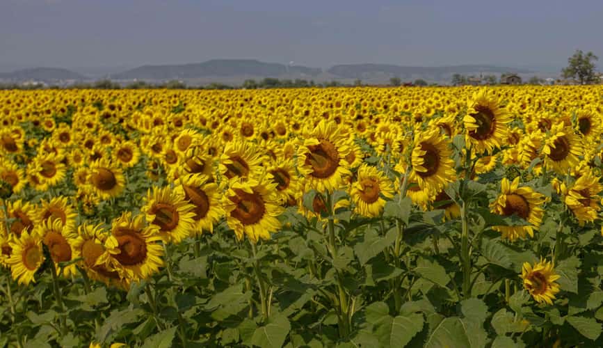 Sunflower Field