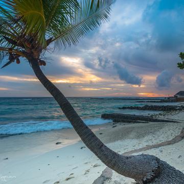 Vivanta by Taj Sunset with Palm tree, Maldives