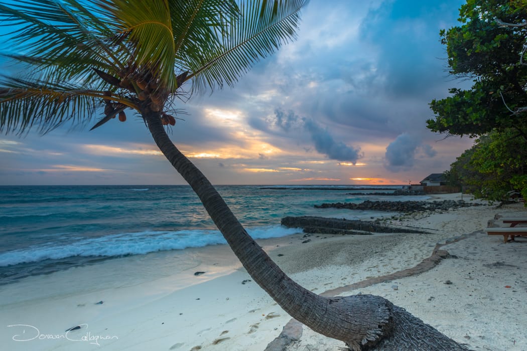 Vivanta by Taj Sunset with Palm tree, Maldives