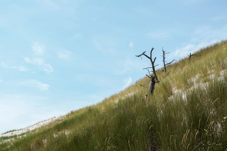 Wydma Łącka - Sand Dunes, desert-like