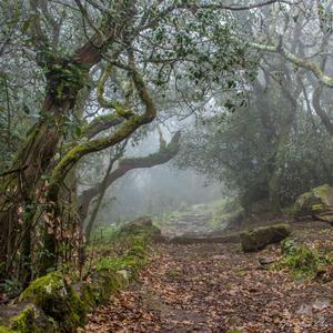 Adernal, Buçaco Forest