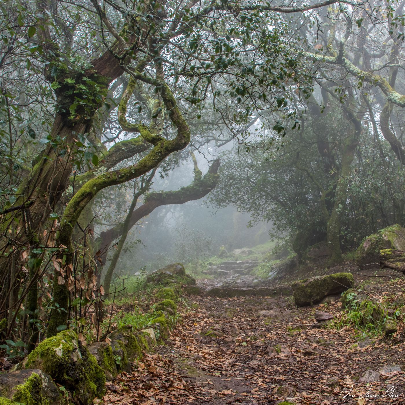 Adernal, Buçaco Forest, Portugal