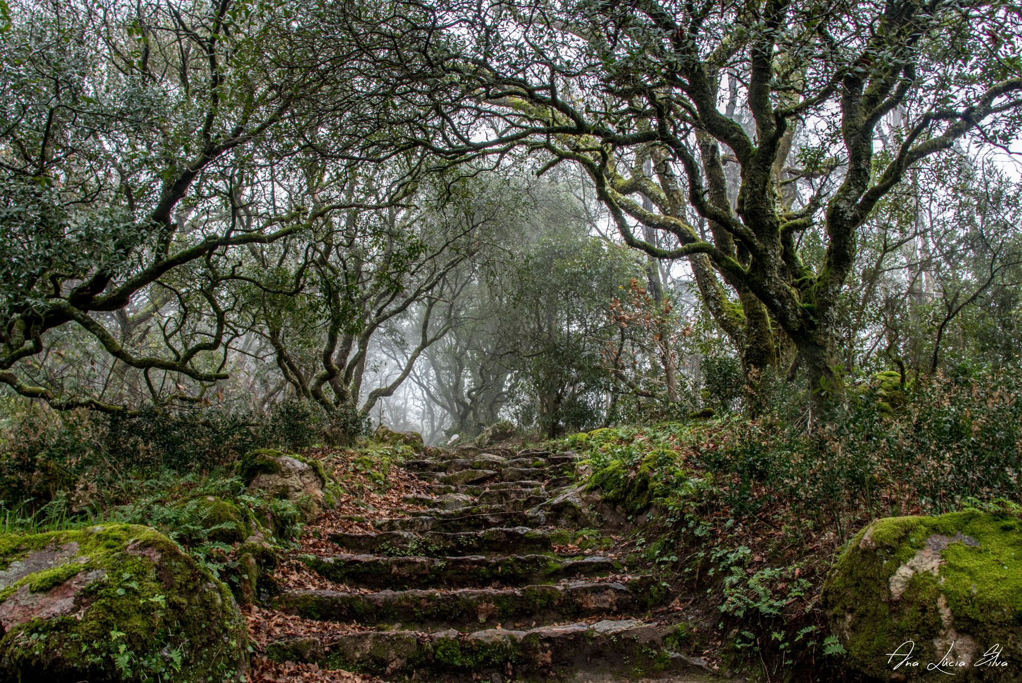 Adernal, Buçaco Forest, Portugal