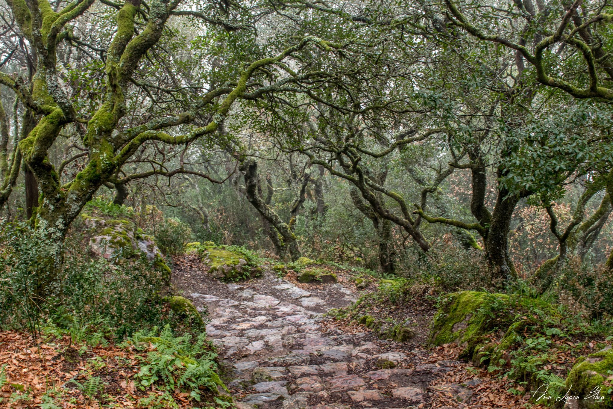 Adernal, Buçaco Forest, Portugal
