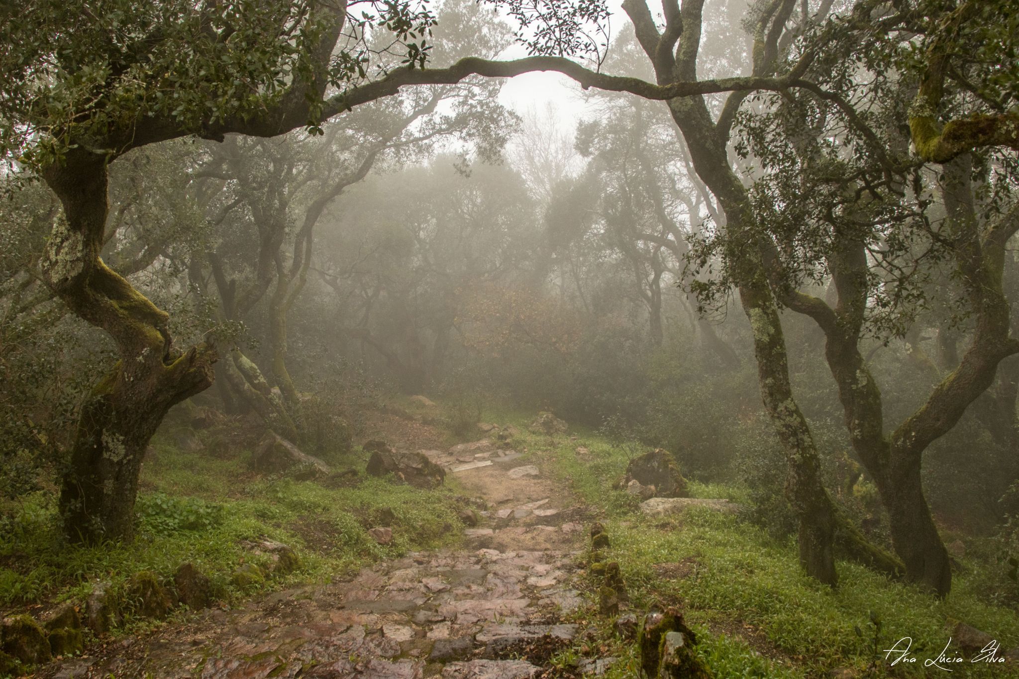 Adernal, Buçaco Forest, Portugal