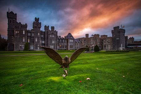 Ashford castle Eagle, County Mayo
