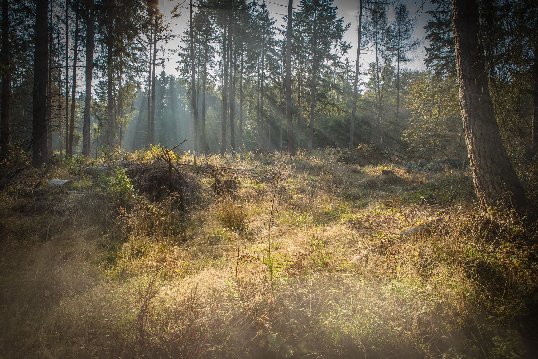 Autumn forest, Germany
