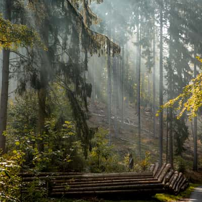 Autumn forest, Germany