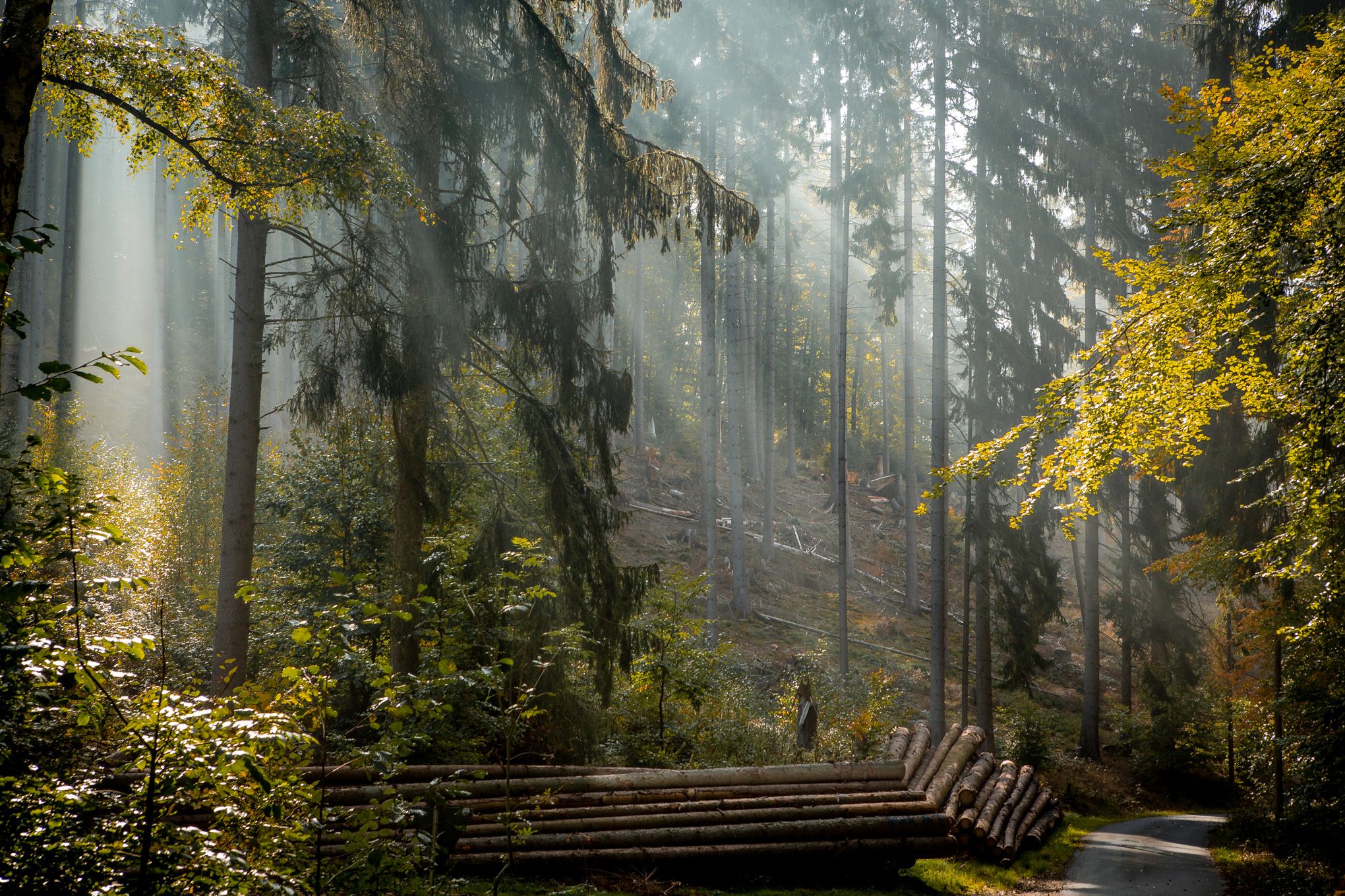 Autumn forest, Germany