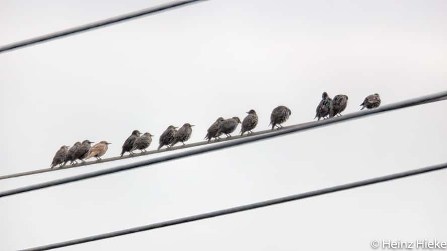 Birdline