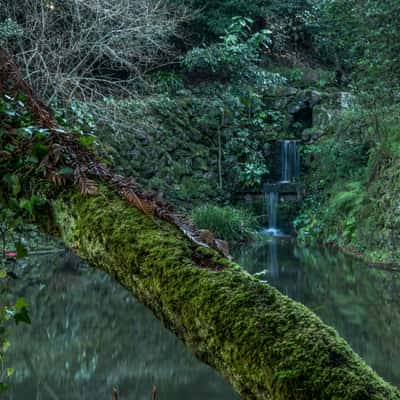 Buçaco Forest, Portugal