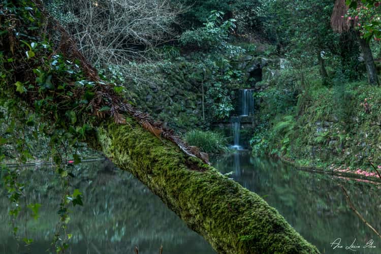 Buçaco Forest
