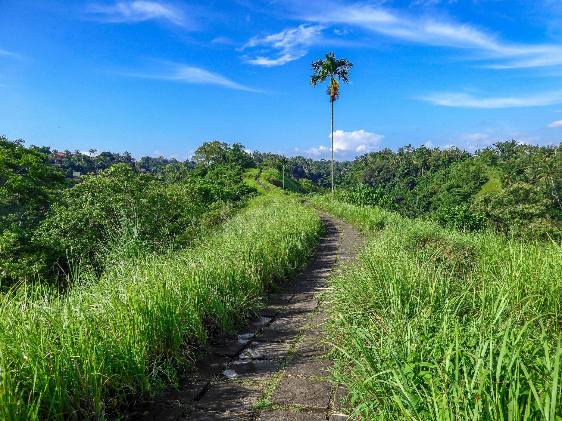 Campuhan Ridge Walk, Indonesia