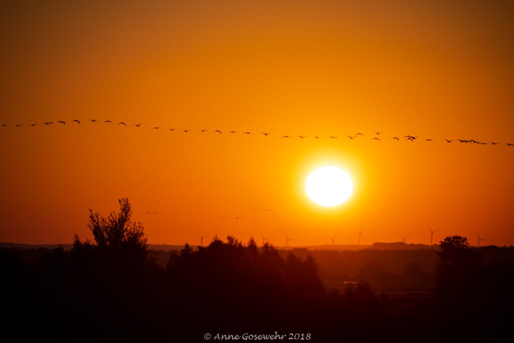 Diepholzer Moorniederung, Lower Saxony, Germany