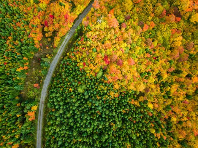 Fall Foliage in Northern Maine