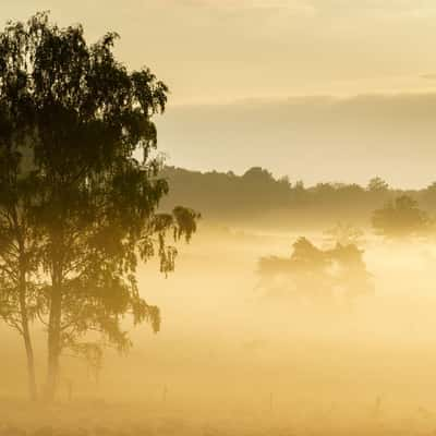 Foggy sunrise at 'De Teut', Belgium