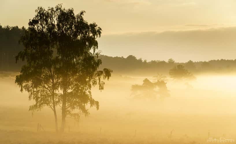Foggy sunrise at 'De Teut'