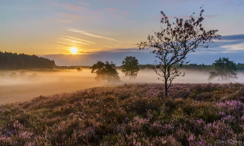 Foggy sunrise at 'De Teut'